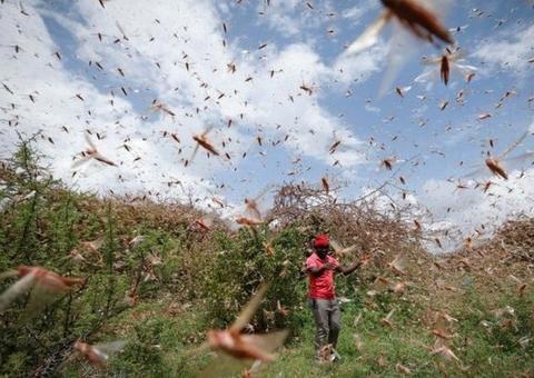 Mais de 400 milhões de gafanhotos podem chegar ao Brasil na quarta-feira