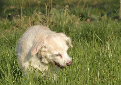 Saiba porque os cachorros comem grama