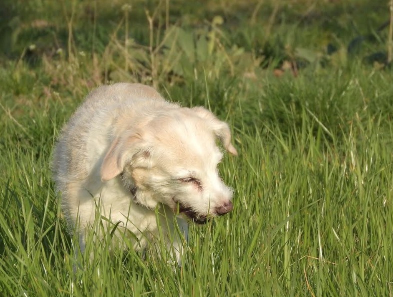 Saiba porque os cachorros comem grama