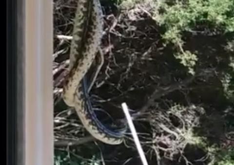 Vídeo arrepiante mostra cobra Píton na ‘porrada’ com rival 