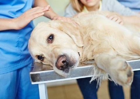 Cachorro que testou positivo para coronavírus é sacrificado por família