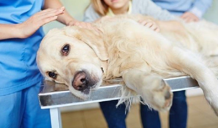 Cachorro que testou positivo para coronavírus é sacrificado por família