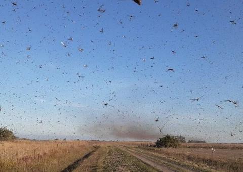 Ministério diz que não há indicação da nuvem de gafanhoto vir para o Brasil 
