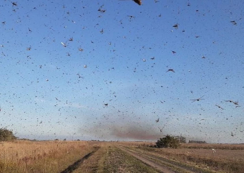 Ministério diz que não há indicação da nuvem de gafanhoto vir para o Brasil 