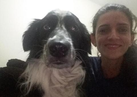 Cachorro morre ao defender dona de ataque de abelhas