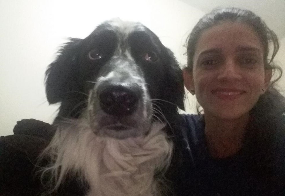 Cachorro morre ao defender dona de ataque de abelhas