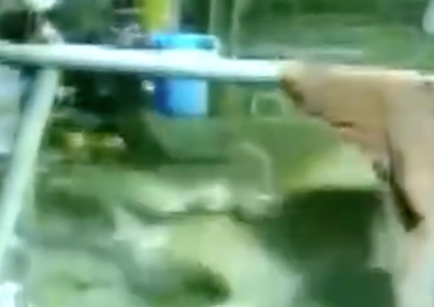 Leopardo invade casa e abocanha cachorro como presa; veja vídeo