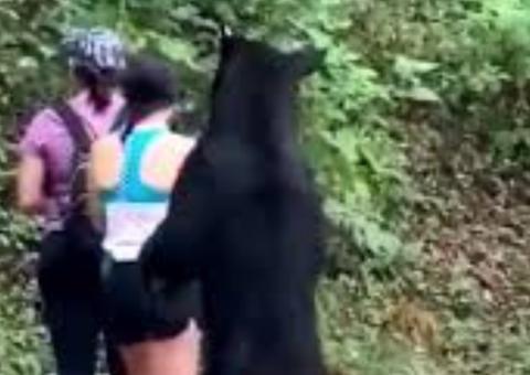 Vídeo: Urso surpreende mulheres durante caminhada e reação de jovem rouba a cena