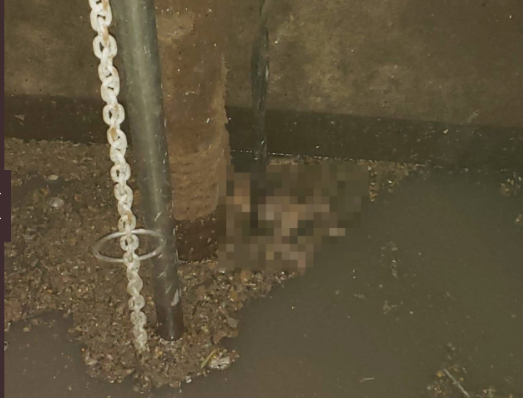 Mãe confessa detalhes após jogar recém-nascido no esgoto