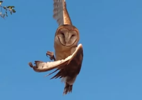 Coruja é resgatada depois de ficar presa em linha de papagaio