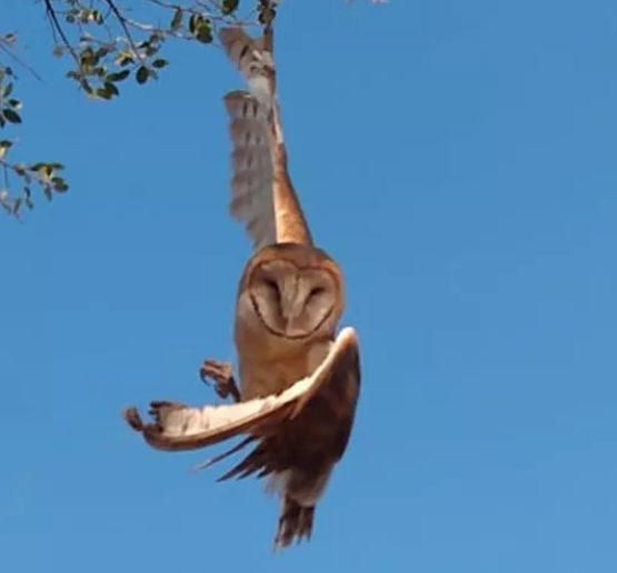 Coruja é resgatada depois de ficar presa em linha de papagaio