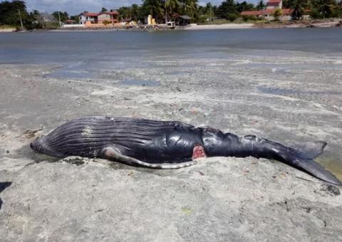 Filhote de baleia jubarte é encontrado morto na ilha de Itamaracá
