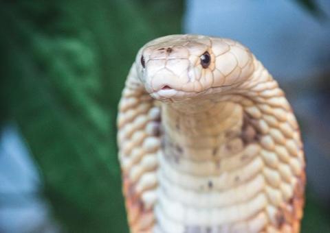 Polícia investiga se veneno da naja era usado na produção de alucinógenos