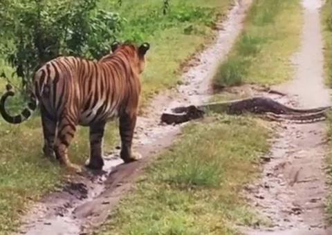 Vídeo flagra encontro épico entre tigre e píton; veja o que acontece 