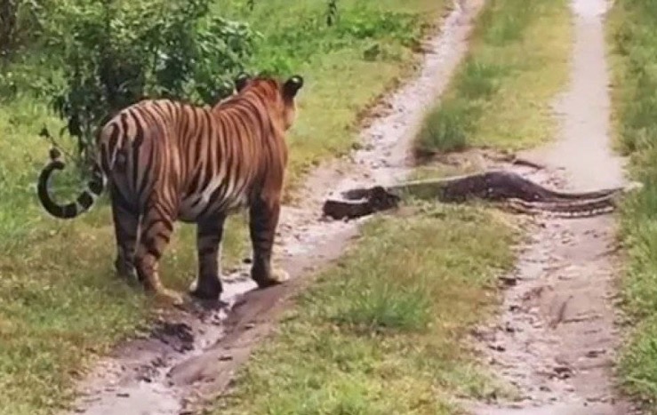Vídeo flagra encontro épico entre tigre e píton; veja o que acontece 
