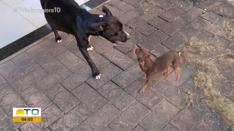Pitbull grávida de pinscher perde os filhotes; dupla viralizou nas redes sociais 