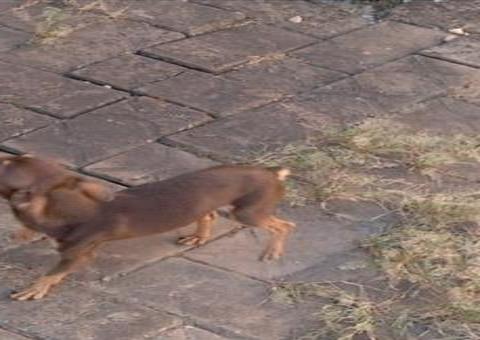 Pitbull grávida de pinscher perde os filhotes; dupla viralizou nas redes sociais 