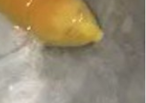 Tartaruga 'albina' é encontrada e intriga população