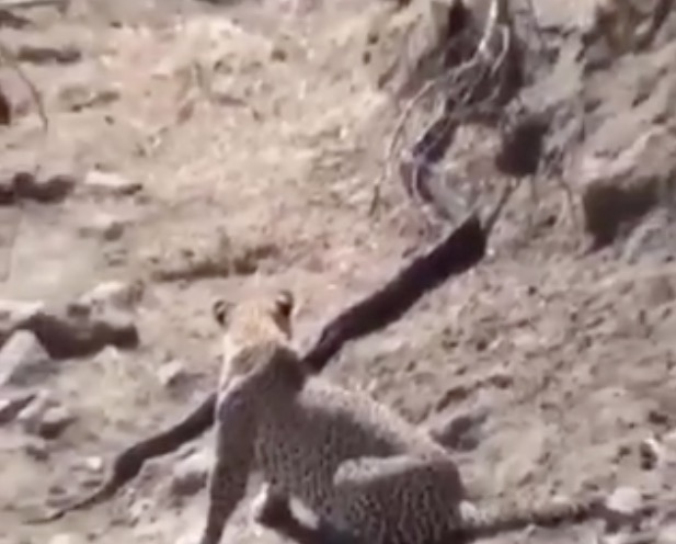 Vídeo flagra leopardo e píton em combate no deserto 