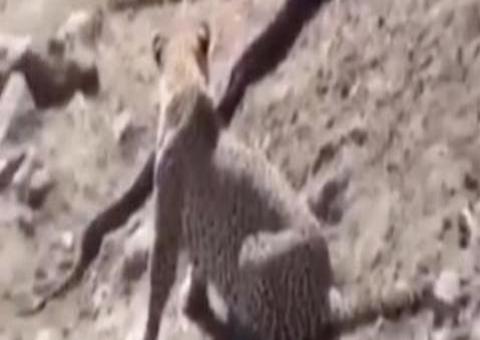Vídeo flagra leopardo e píton em combate no deserto 