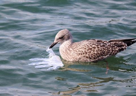 Quantidade de plásticos nos oceanos vai aumentar 4 vezes até 2040, diz pesquisa