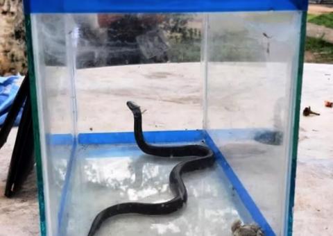 Serpentes exóticas são apreendidas em caixas enviadas pelos Correios 