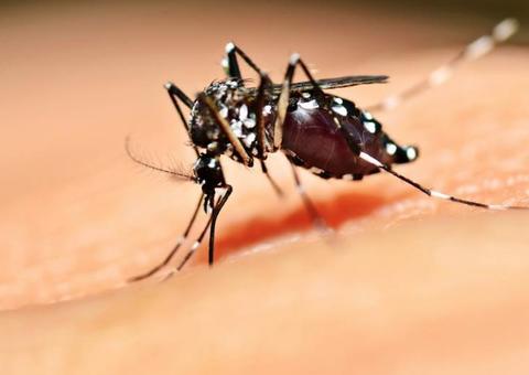 Manaus tem aumento de 200% dos casos de dengue em meio à pandemia