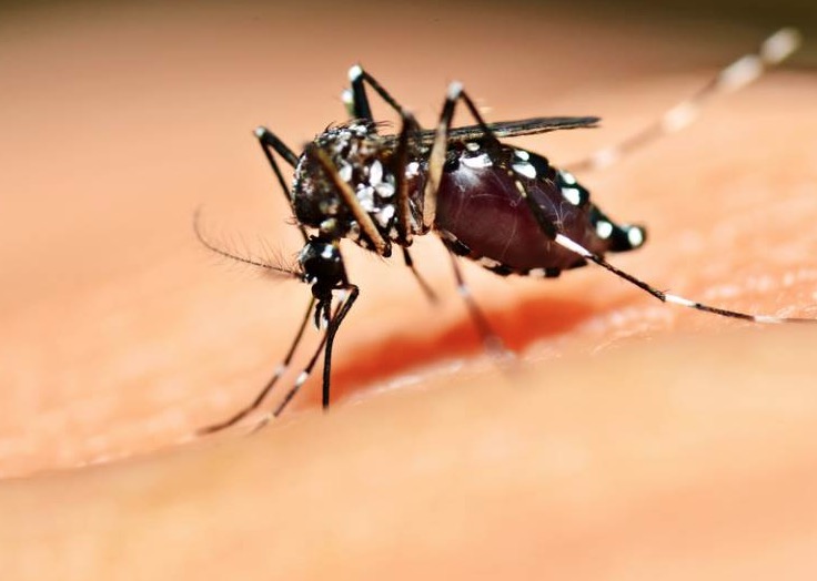 Manaus tem aumento de 200% dos casos de dengue em meio à pandemia