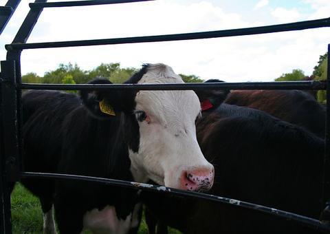 Fazendeiro usa fuzil para abater vacas e afirma que 'é mais humano'