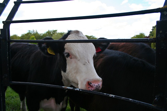 Fazendeiro usa fuzil para abater vacas e afirma que 'é mais humano'