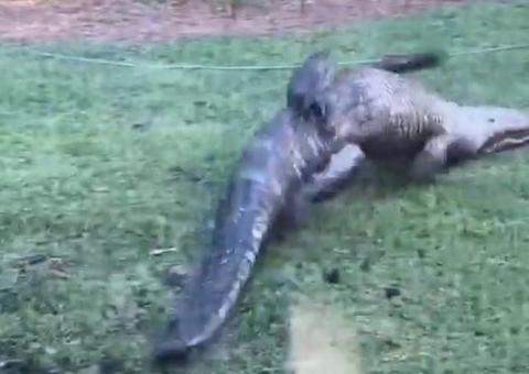 Cenas perturbadoras mostram mãe entrando em jaula de jacarés com criança