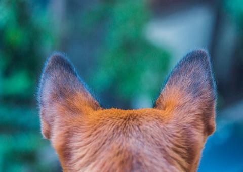 Cachorro viraliza na web ao usar máscara para passear