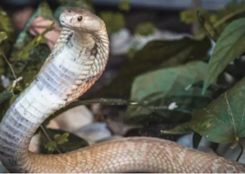 Servidora do Ibama nega ter envolvimento no caso da cobra Naja