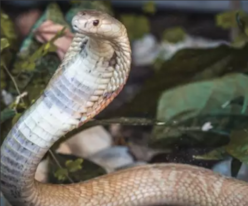 Servidora do Ibama nega ter envolvimento no caso da cobra Naja