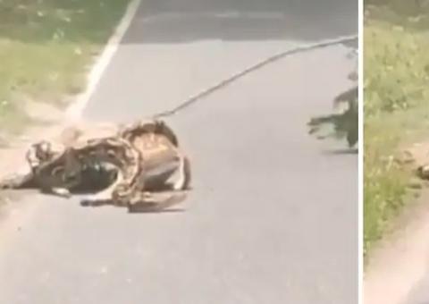 Cobra gigante estrangula veado e é cutucada por humanos; veja o que acontece