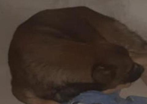 Revoltante! Cachorro tem pênis cortado e patas traseiras quebradas 