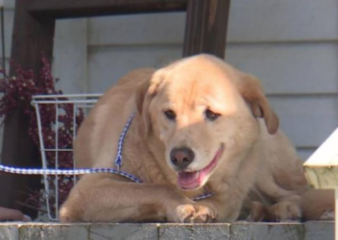 Cadela desaparece por dias e é encontrada em sua antiga casa, a 90 km de distância