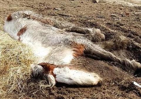 Pônei à beira da morte passa por transformação surpreendente; Veja 