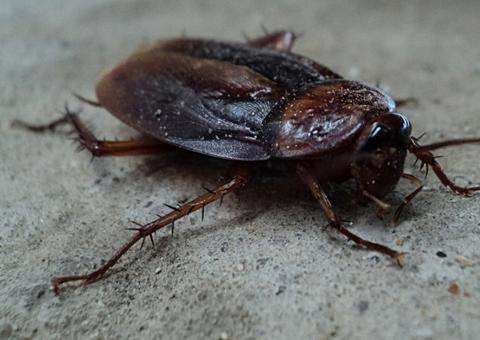  Cliente encontra barata ‘de brinde’ em combo do iFood