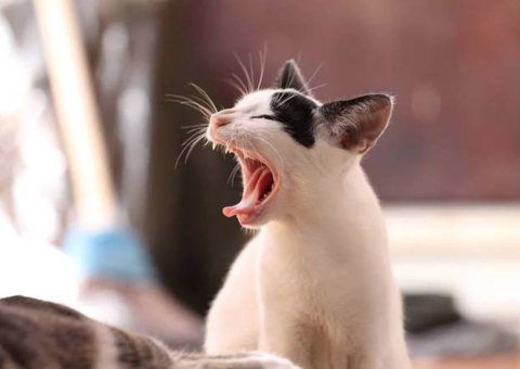 Mulher engravida após travessura de gato