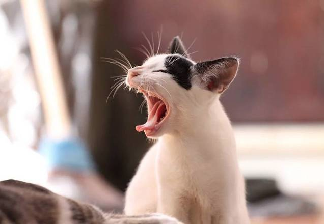 Mulher engravida após travessura de gato