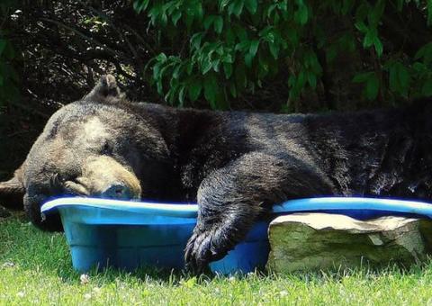 Urso gigante invade quintal de moradora dos EUA e tira cochilo em piscina infantil