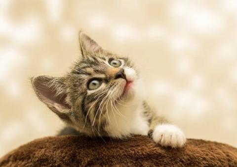 Gato de estimação é diagnosticado com coronavírus no Reino Unido 