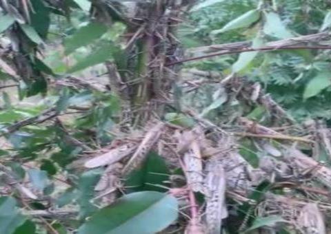 Inseticidas destroem 80% da nuvem de gafanhotos, mas preocupação continua