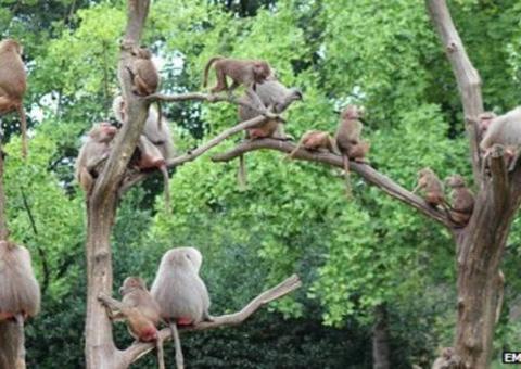 Macacos atacam turistas com facas e furadeiras em Safari 
