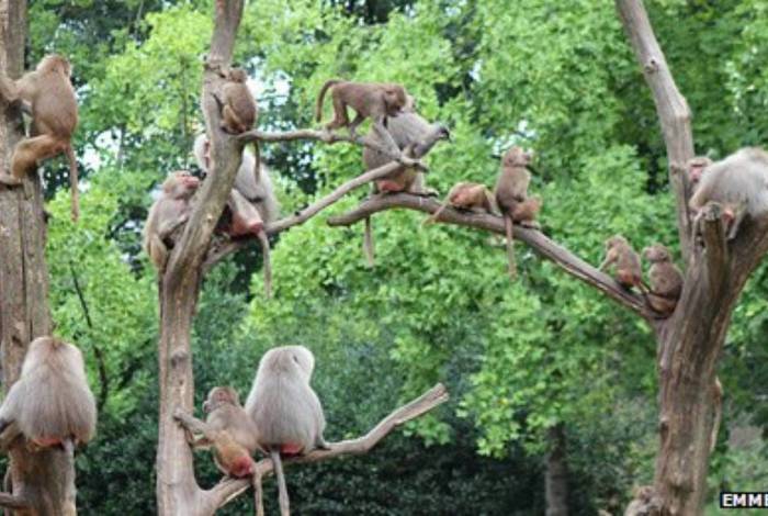 Macacos atacam turistas com facas e furadeiras em Safari 