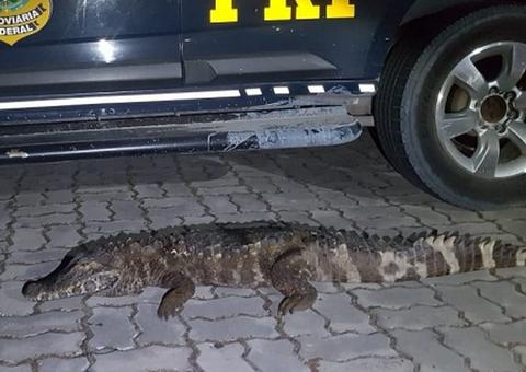 Jacaré é encontrado dentro de porta-malas de carro na BR-174 