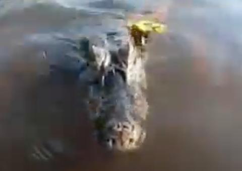 Jacaré abocanha câmera e apavora família durante passeio de barco; veja vídeo