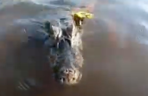Jacaré abocanha câmera e apavora família durante passeio de barco; veja vídeo