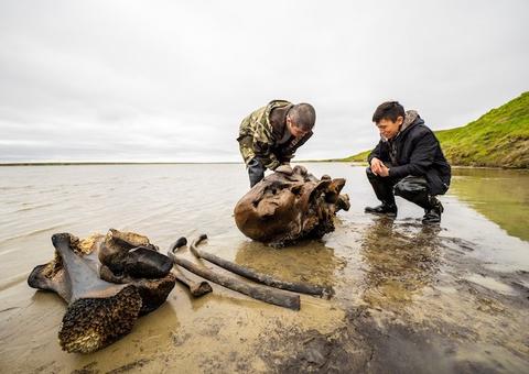 Esqueleto de mamute de até 10 mil anos é encontrado na Rússia